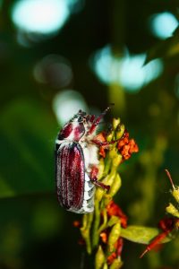 may-beetle-on-a-tree-branch-5073469_1280
