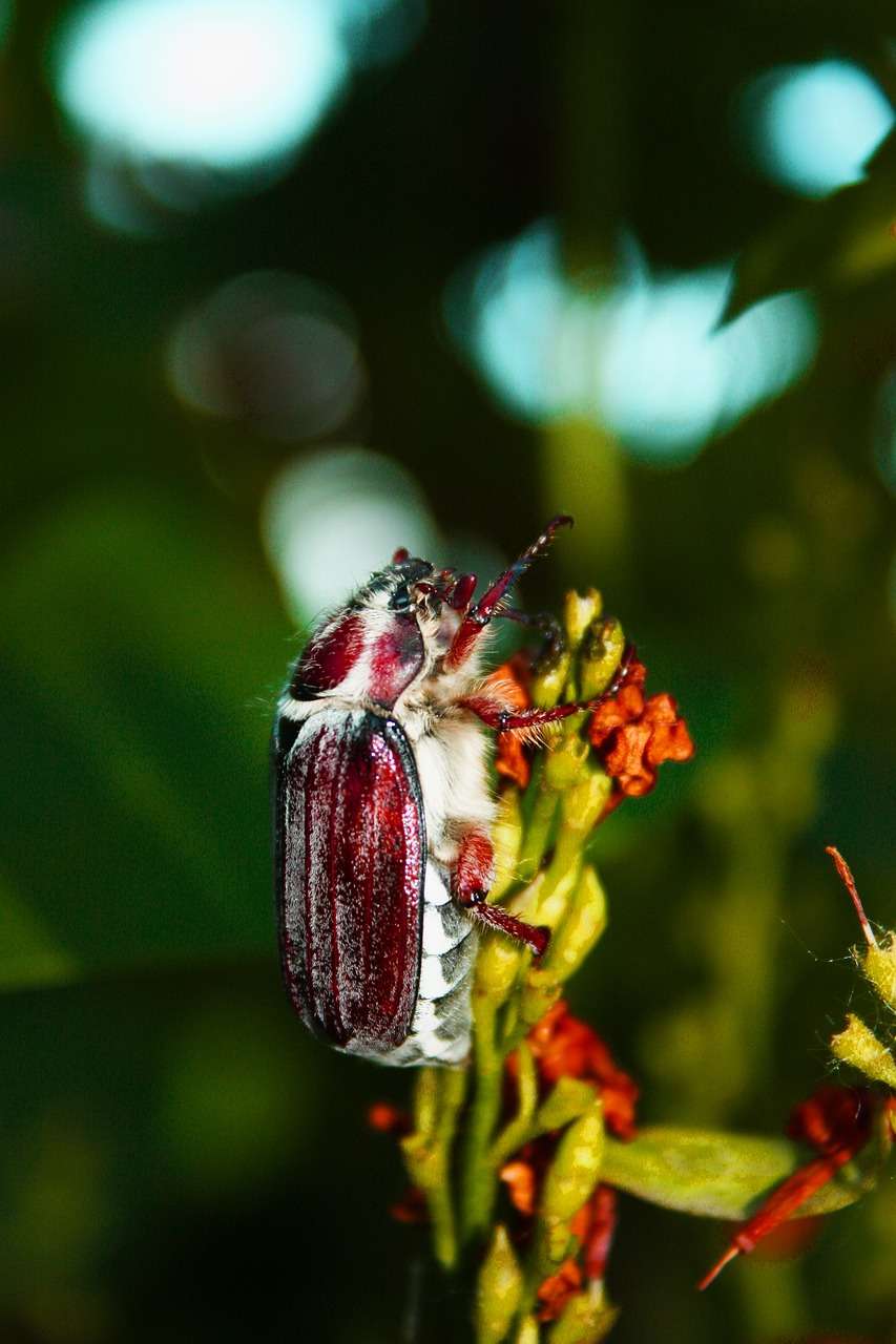 may beetle on a tree branch 5073469 1280