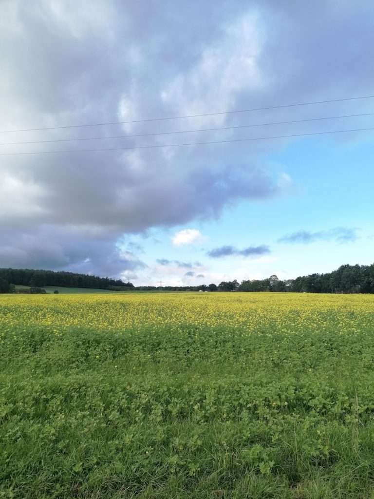 Pflanzenöle genauer betrachtet 6 a large field of grass and yellow flowers under a cloudy sky
