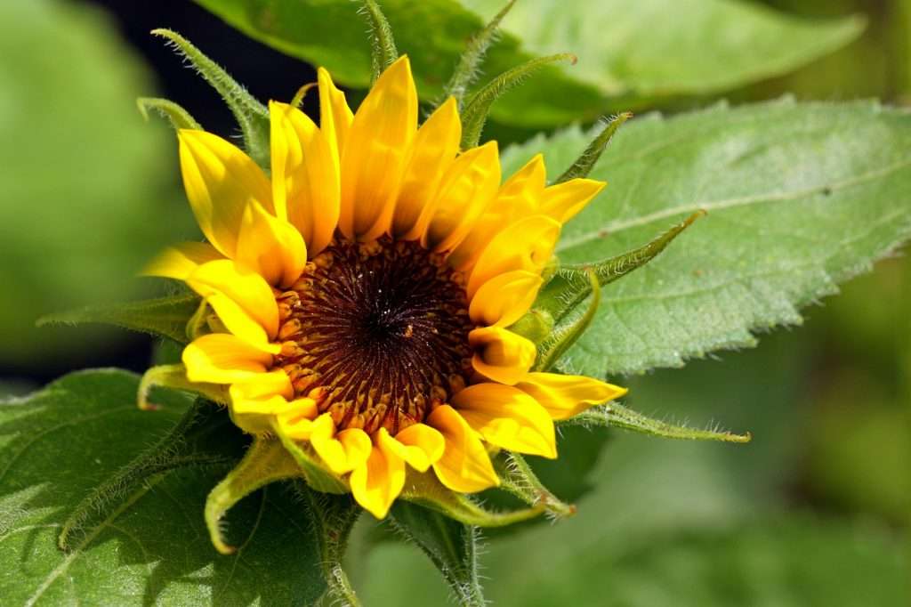 Pflanzenöle genauer betrachtet 8 a yellow flower with green leaves