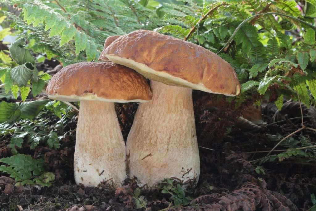 Steirisches Schweinefilet 6 steinpilz
