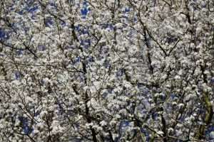blackthorn, sloe, sour plum, Akazienblüten