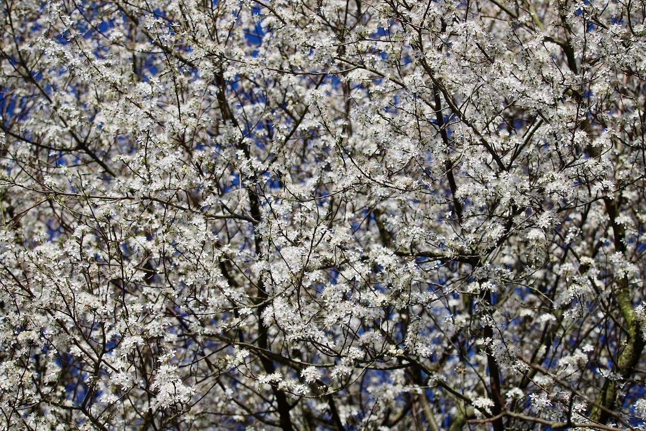 blackthorn, sloe, sour plum, Akazienblüten