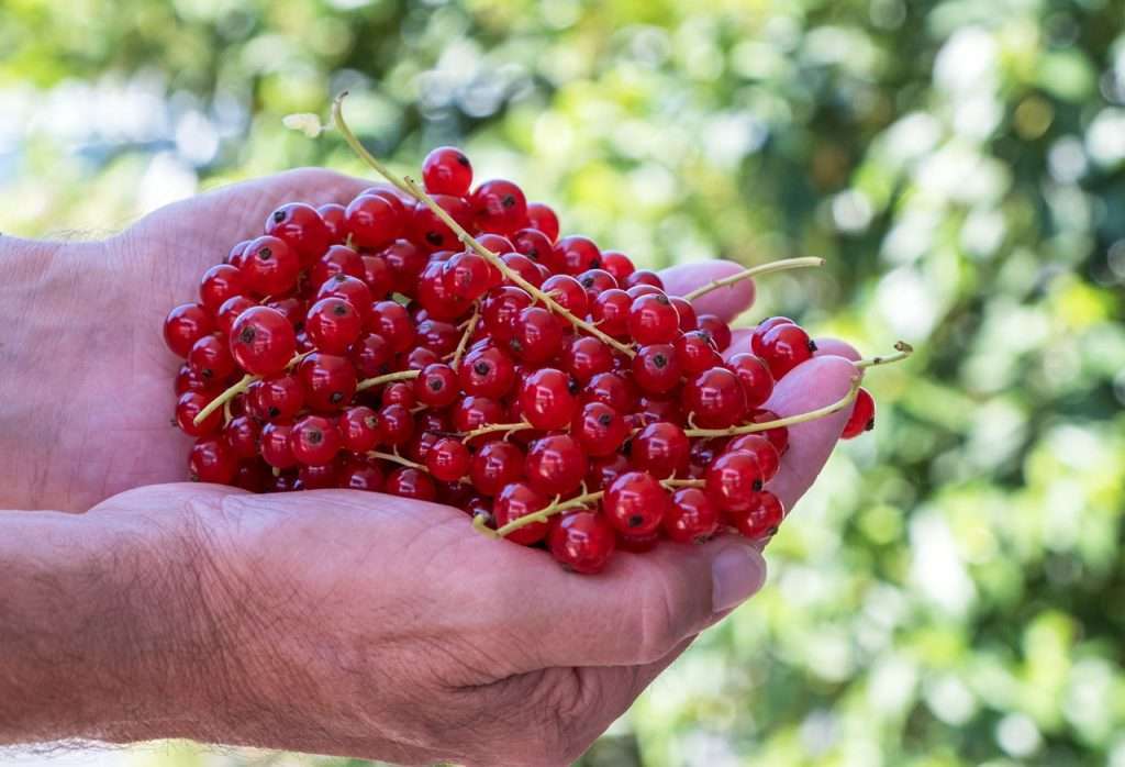 currant, ribisel, red, Ribiselmarmelade