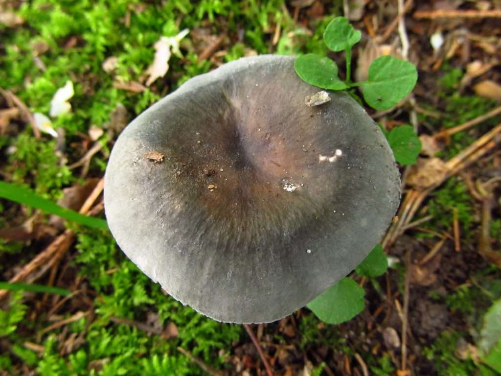 schwammerl